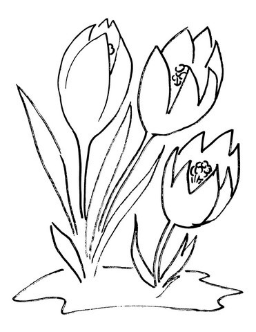 Read more about the article Daily Devo 15 – The Crocus Flower