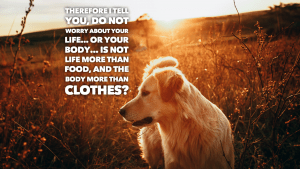 Read more about the article Daily Devo 54 – A Barking Dog