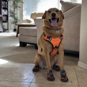 Lucky the Comfort Dog
